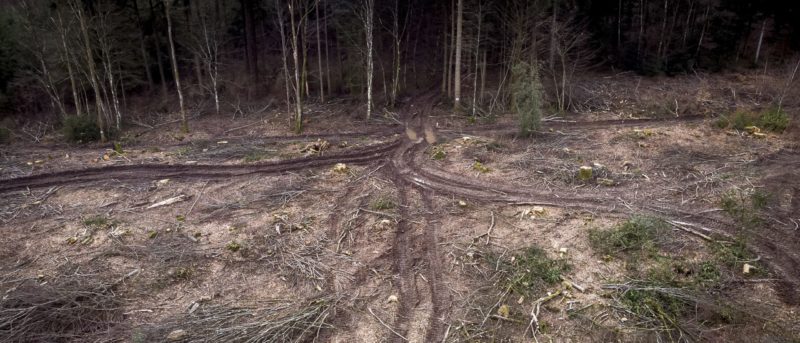 Enquête : le système alliance forêts bois - Canopée